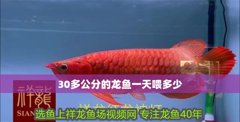 30多公分的龍魚一天喂多少