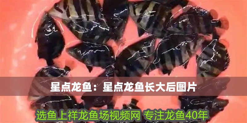 星點龍魚：星點龍魚長大后圖片