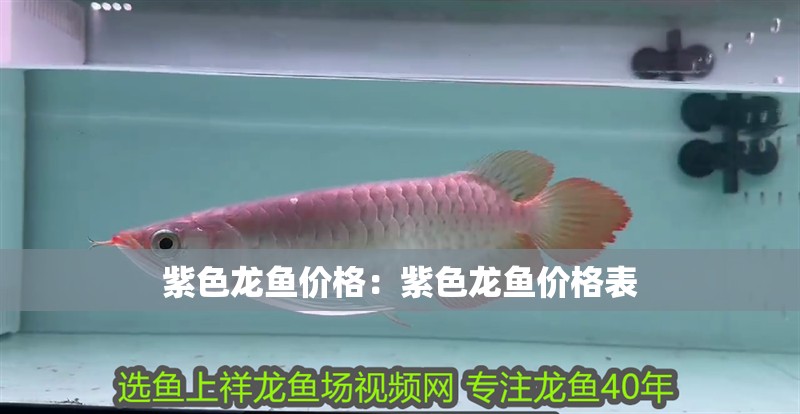 紫色龍魚價格：紫色龍魚價格表 紫色龍魚價格：紫色龍魚價格表 水族問答