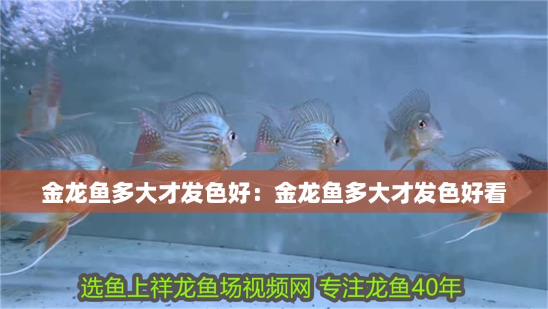 金龍魚多大才發色好：金龍魚多大才發色好看