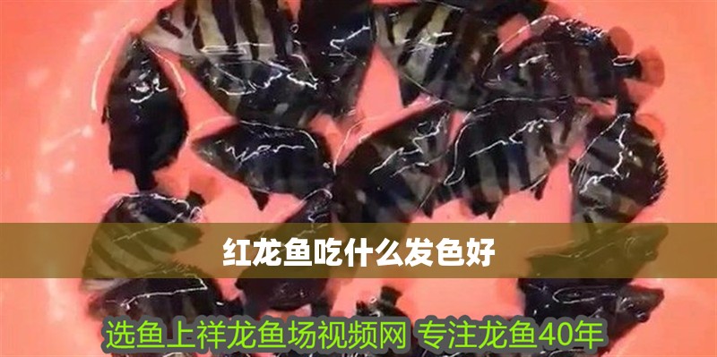 紅龍魚吃什么發色好