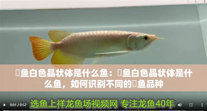 魟魚白色晶狀體是什么魚：魟魚白色晶狀體是什么魚，如何識別不同的魟魚品種