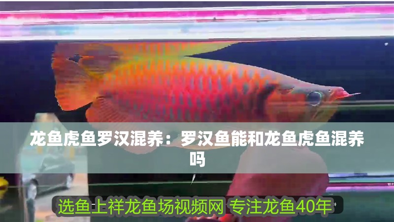 龍魚虎魚羅漢混養(yǎng)：羅漢魚能和龍魚虎魚混養(yǎng)嗎