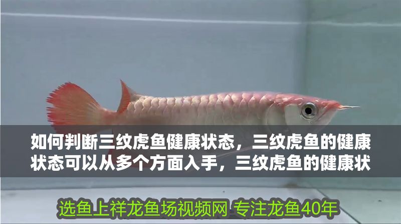 如何判斷三紋虎魚健康狀態，三紋虎魚的健康狀態可以從多個方面入手，三紋虎魚的健康狀態