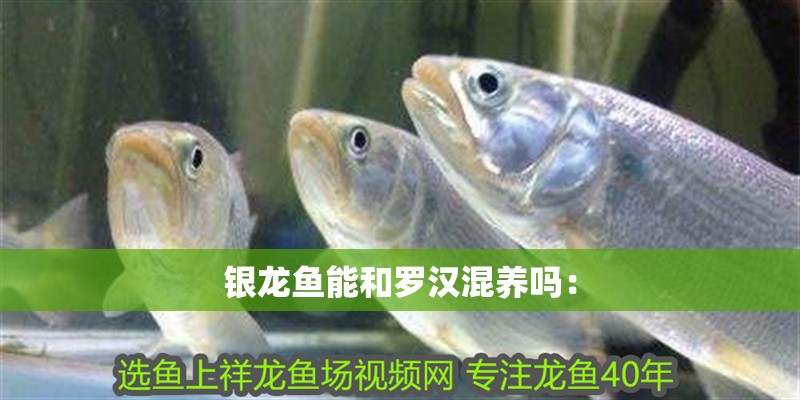 銀龍魚能和羅漢混養嗎：