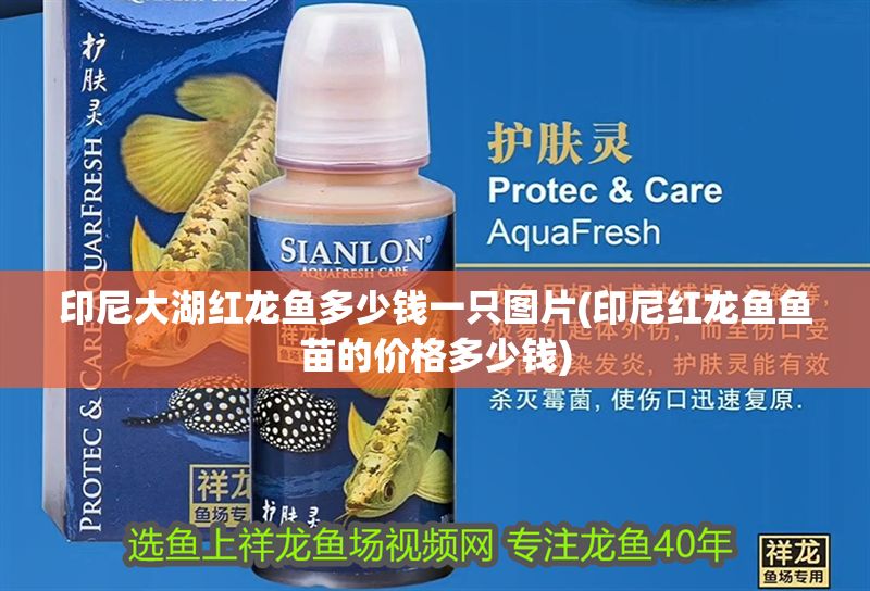 印尼大湖紅龍魚多少錢一只圖片(印尼紅龍魚魚苗的價格多少錢)