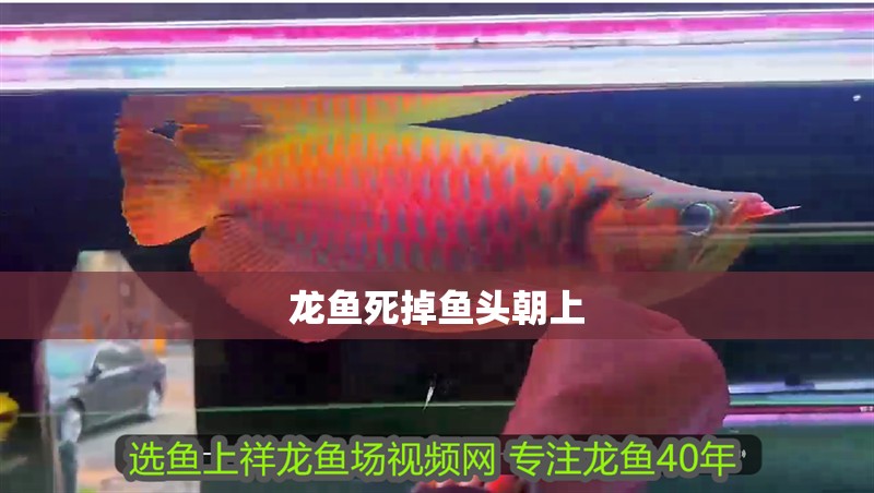 龍魚死掉魚頭朝上