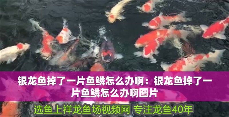 銀龍魚掉了一片魚鱗怎么辦?。恒y龍魚掉了一片魚鱗怎么辦啊圖片