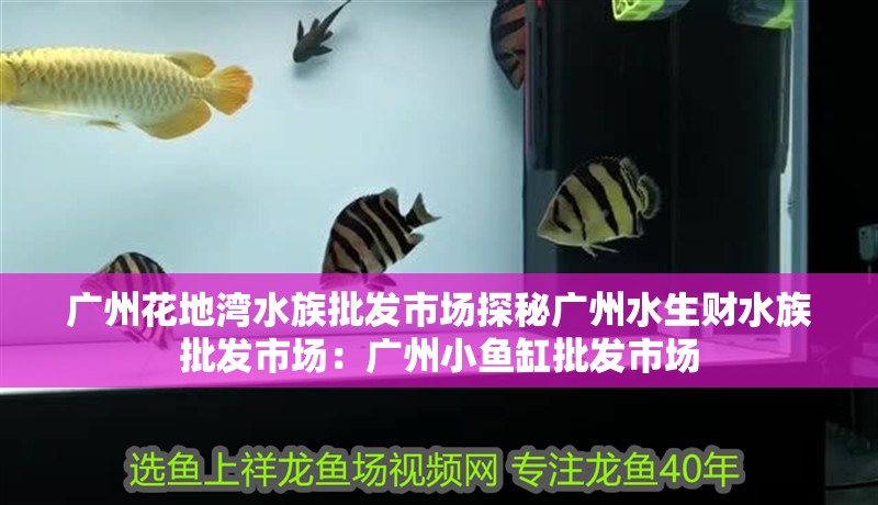 廣州花地灣水族批發市場探秘廣州水生財水族批發市場：廣州小魚缸批發市場