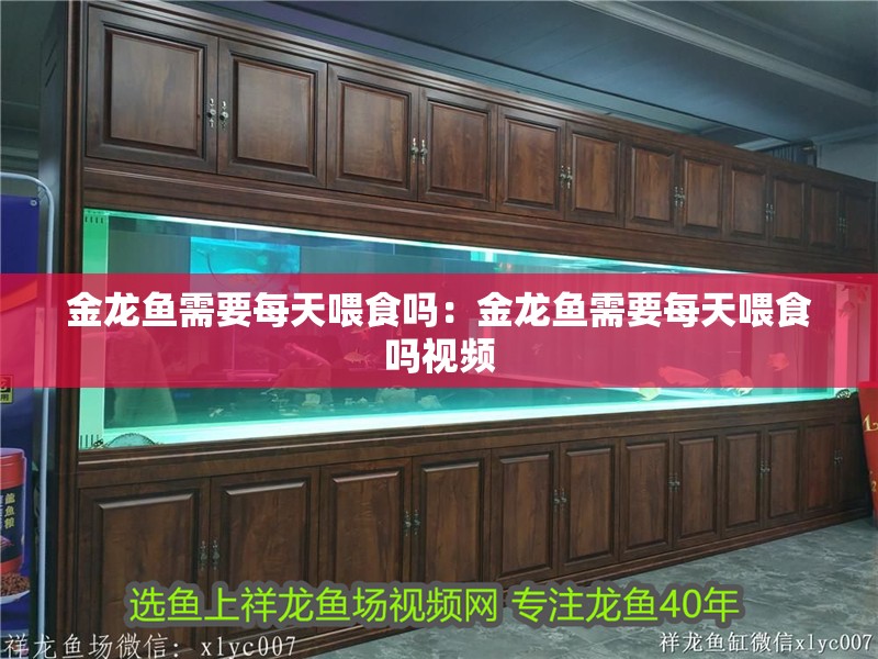 金龍魚需要每天喂食嗎：金龍魚需要每天喂食嗎視頻