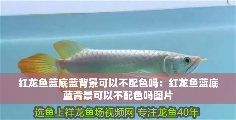紅龍魚藍底藍背景可以不配色嗎：紅龍魚藍底藍背景可以不配色嗎圖片