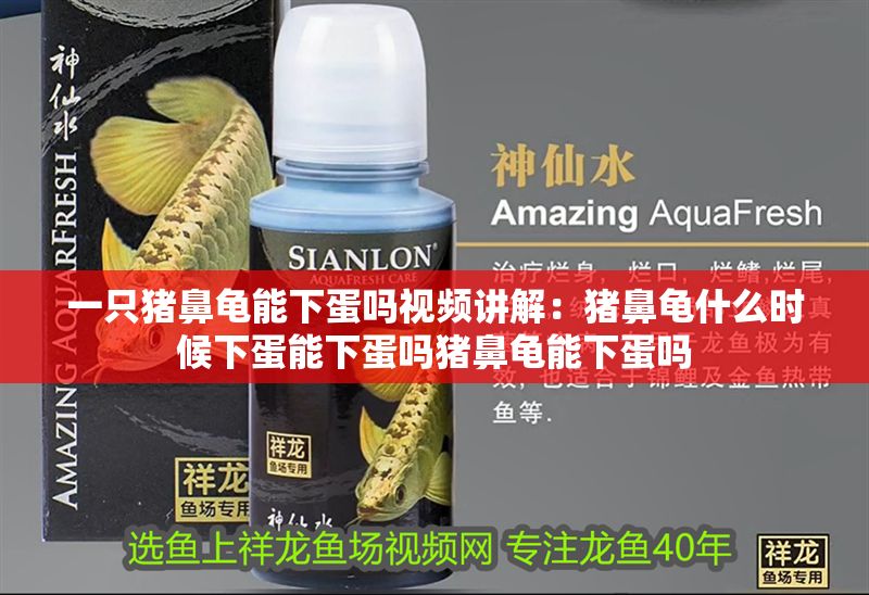 一只豬鼻龜能下蛋嗎視頻講解：豬鼻龜什么時候下蛋能下蛋嗎豬鼻龜能下蛋嗎