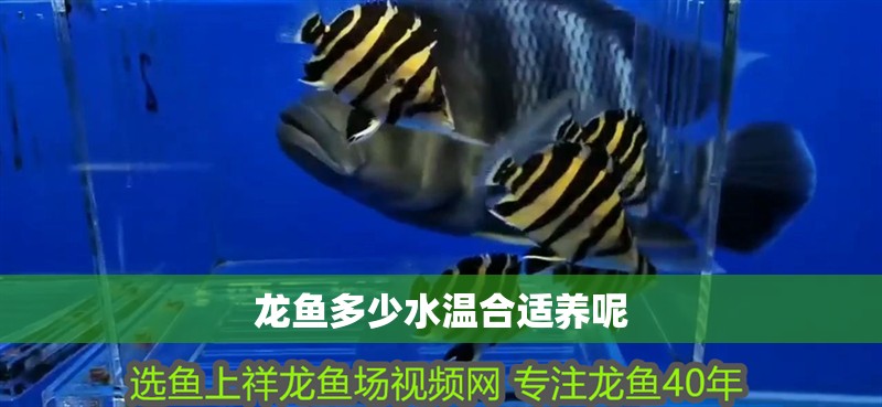 大氣的魚(yú)缸：高端大氣的魚(yú)缸設(shè)計(jì)不僅僅是外觀上的豪華，更重要