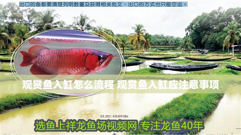 觀賞魚入缸怎么流程 觀賞魚入缸應注意事項