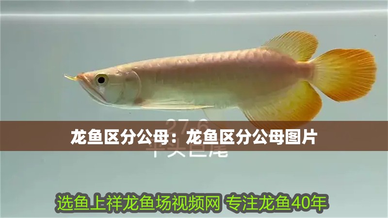 龍魚區(qū)分公母：龍魚區(qū)分公母圖片