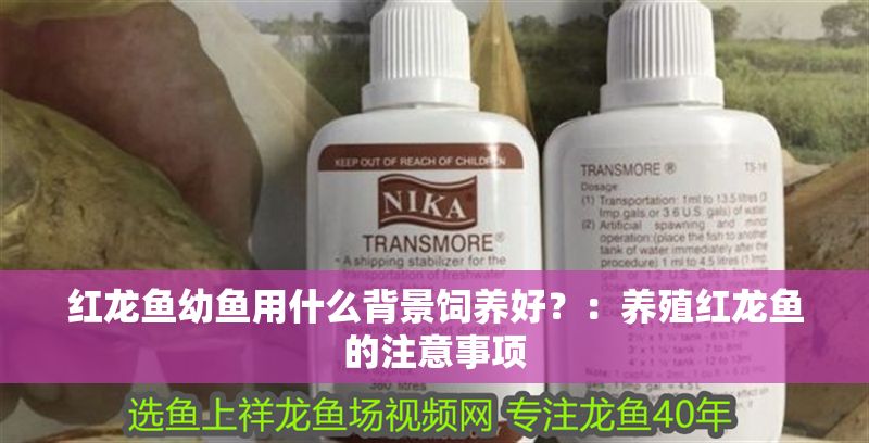 紅龍魚幼魚用什么背景飼養(yǎng)好？：養(yǎng)殖紅龍魚的注意事項(xiàng)