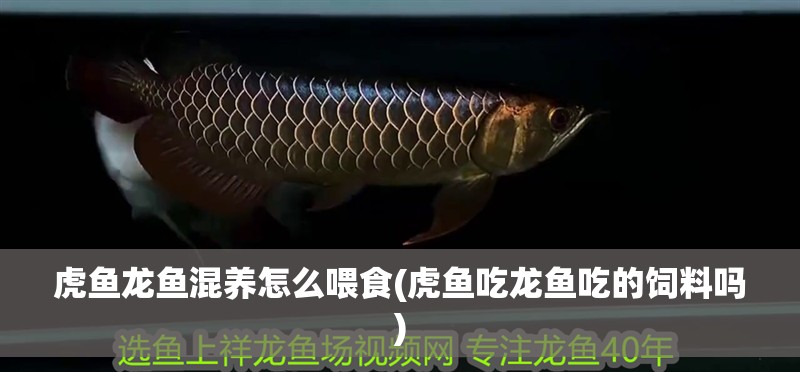 虎魚龍魚混養(yǎng)怎么喂食(虎魚吃龍魚吃的飼料嗎)