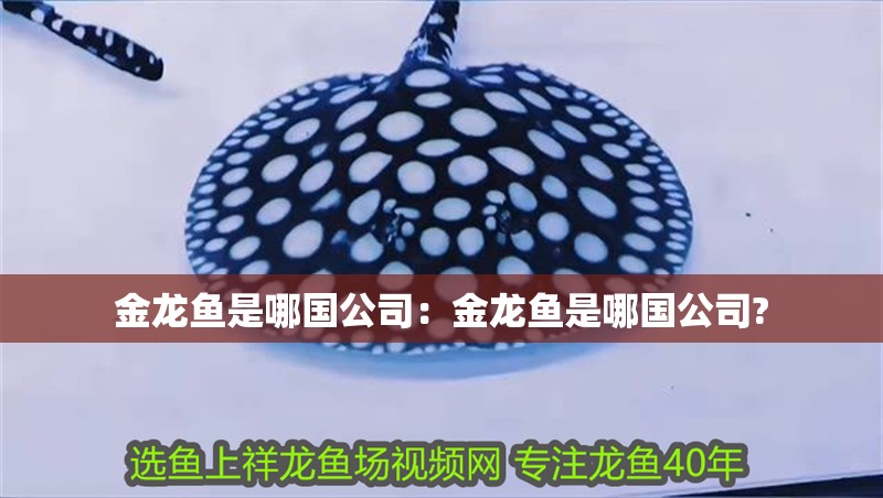 金龍魚是哪國公司：金龍魚是哪國公司?