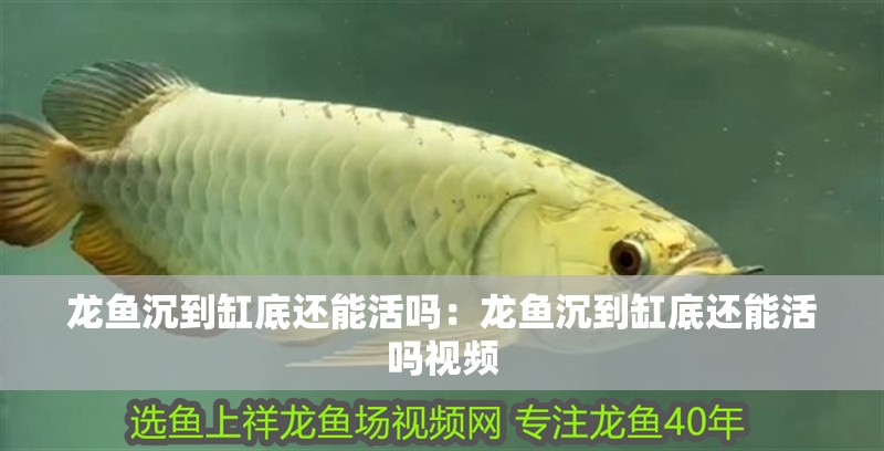 龍魚沉到缸底還能活嗎：龍魚沉到缸底還能活嗎視頻