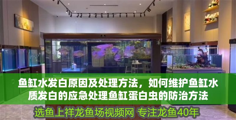 魚缸水發白原因及處理方法，如何維護魚缸水質發白的應急處理魚缸蛋白蟲的防治方法