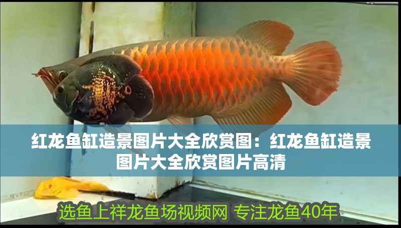 紅龍魚(yú)缸造景圖片大全欣賞圖：紅龍魚(yú)缸造景圖片大全欣賞圖片高清