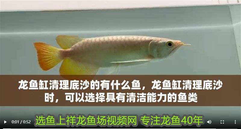 龍魚缸清理底沙的有什么魚，龍魚缸清理底沙時，可以選擇具有清潔能力的魚類