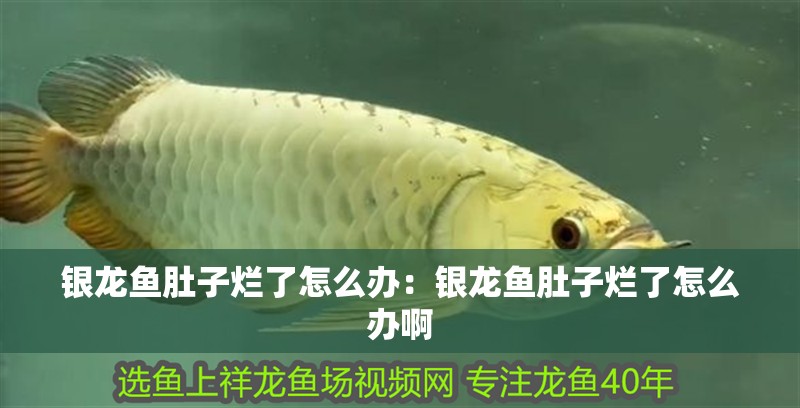 銀龍魚肚子爛了怎么辦：銀龍魚肚子爛了怎么辦啊