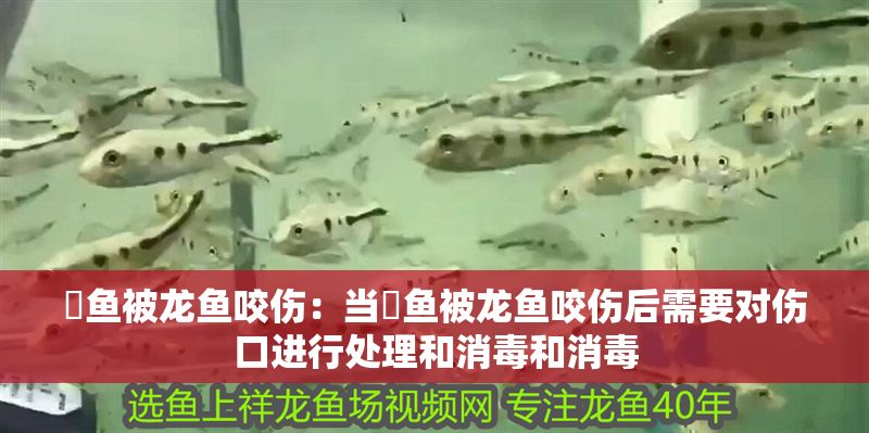 魟魚被龍魚咬傷：當魟魚被龍魚咬傷后需要對傷口進行處理和消毒和消毒