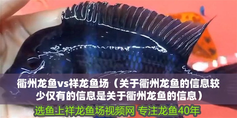 衢州龍魚vs祥龍魚場（關于衢州龍魚的信息較少僅有的信息是關于衢州龍魚的信息）