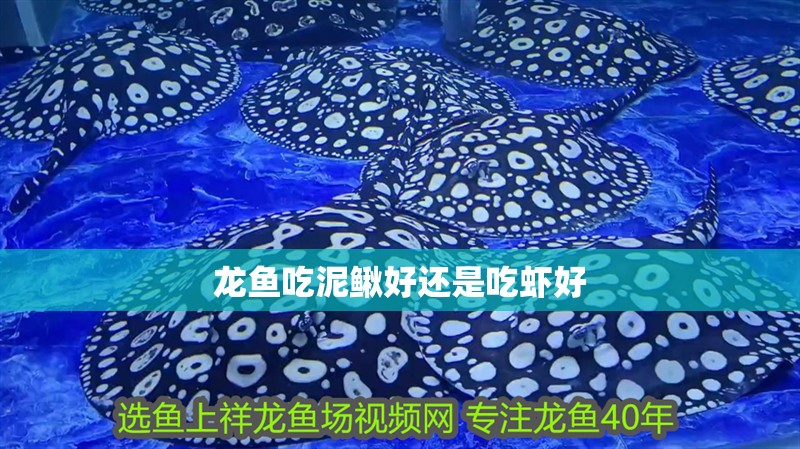 龍魚吃泥鰍好還是吃蝦好