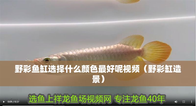 野彩魚缸選擇什么顏色最好呢視頻（野彩缸造景）