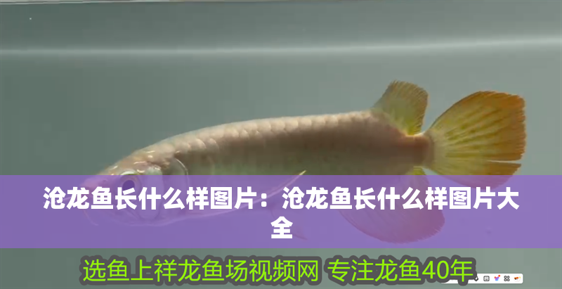 滄龍魚長什么樣圖片：滄龍魚長什么樣圖片大全