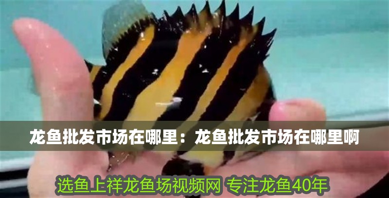 龍魚批發(fā)市場在哪里：龍魚批發(fā)市場在哪里啊