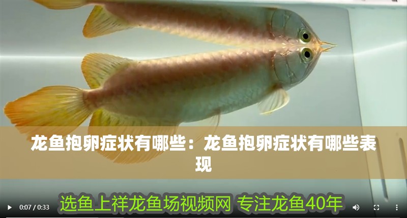 龍魚抱卵癥狀有哪些：龍魚抱卵癥狀有哪些表現(xiàn)