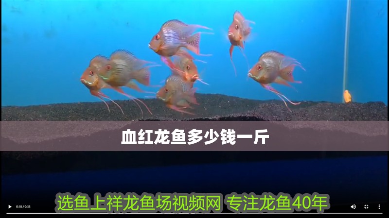 血紅龍魚多少錢一斤