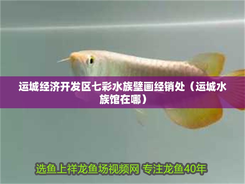 運城經濟開發區七彩水族壁畫經銷處（運城水族館在哪）