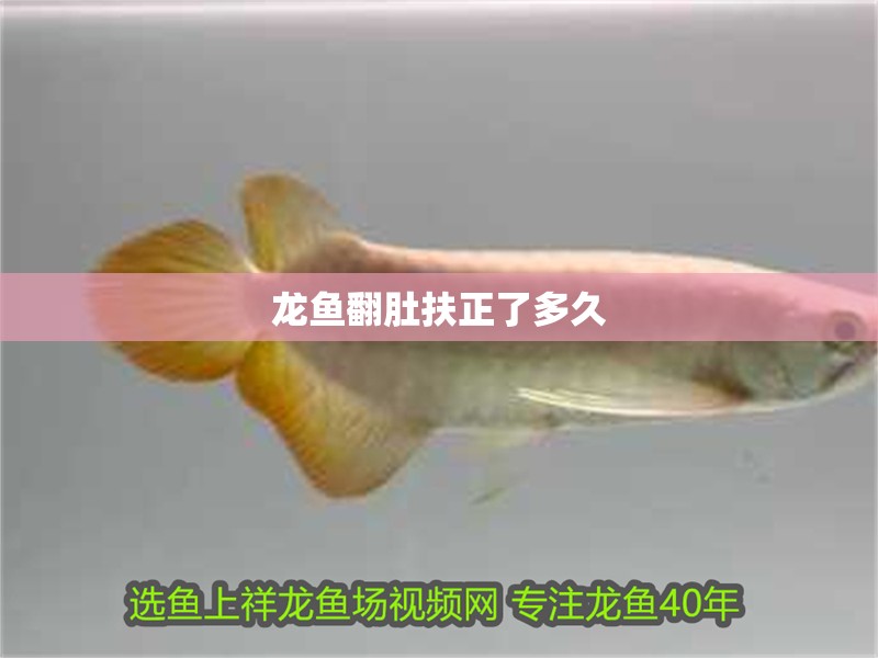 龍魚翻肚扶正了多久