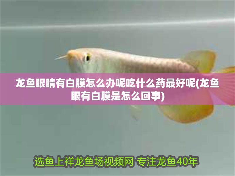 龍魚眼睛有白膜怎么辦呢吃什么藥最好呢(龍魚眼有白膜是怎么回事)