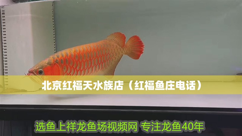北京紅福天水族店（紅福魚莊電話） 北京紅福天水族店（紅福魚莊電話） 全國水族館企業名錄 第2張