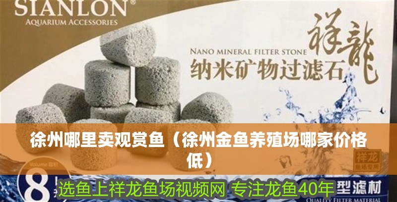 徐州哪里賣觀賞魚(yú)（徐州金魚(yú)養(yǎng)殖場(chǎng)哪家價(jià)格低）