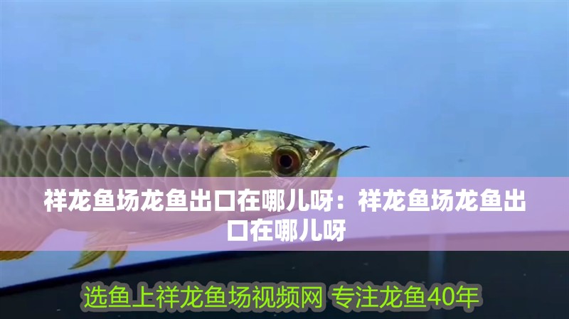 祥龍魚場龍魚出口在哪兒呀：祥龍魚場龍魚出口在哪兒呀