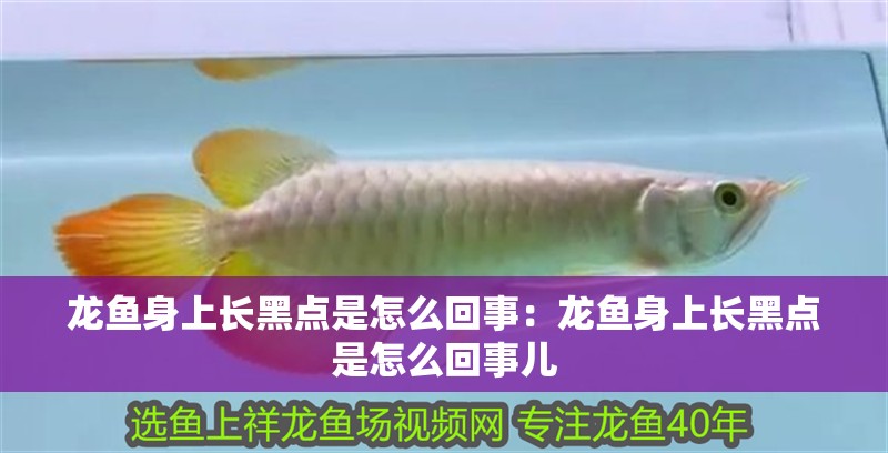龍魚身上長黑點是怎么回事：龍魚身上長黑點是怎么回事兒