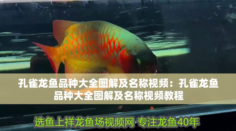孔雀龍魚品種大全圖解及名稱視頻：孔雀龍魚品種大全圖解及名稱視頻教程