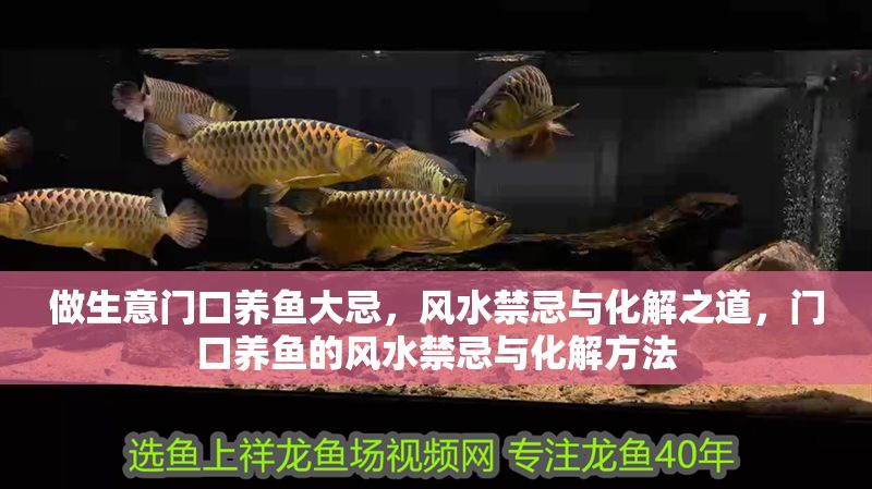做生意門口養(yǎng)魚大忌，風(fēng)水禁忌與化解之道，門口養(yǎng)魚的風(fēng)水禁忌與化解方法