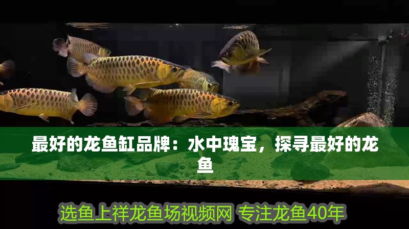 最好的龍魚缸品牌：水中瑰寶，探尋最好的龍魚