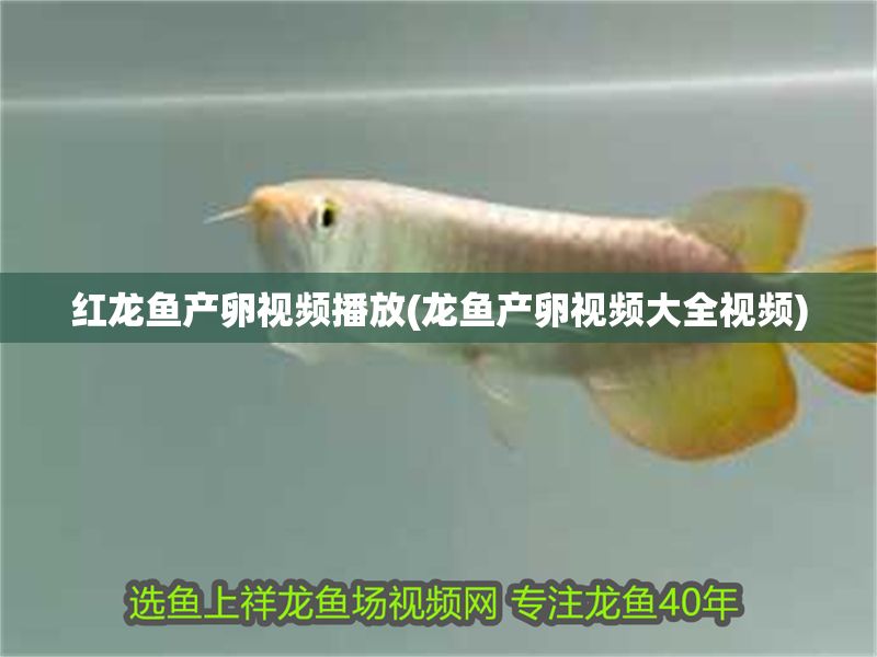 紅龍魚產(chǎn)卵視頻播放(龍魚產(chǎn)卵視頻大全視頻)
