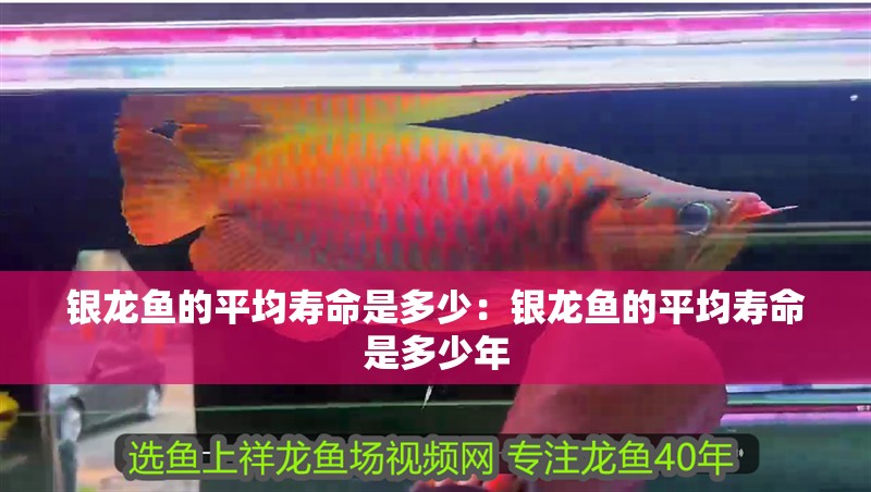 銀龍魚(yú)的平均壽命是多少：銀龍魚(yú)的平均壽命是多少年
