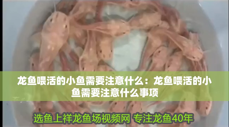 龍魚喂活的小魚需要注意什么：龍魚喂活的小魚需要注意什么事項