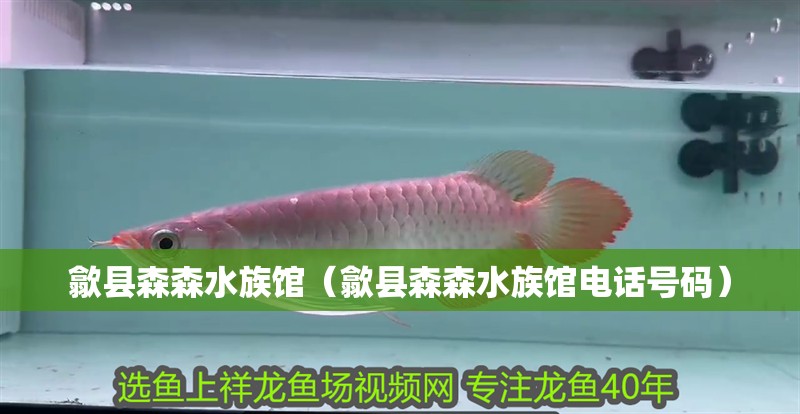 歙縣森森水族館（歙縣森森水族館電話號碼）