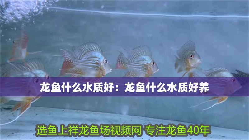 龍魚(yú)什么水質(zhì)好：龍魚(yú)什么水質(zhì)好養(yǎng)